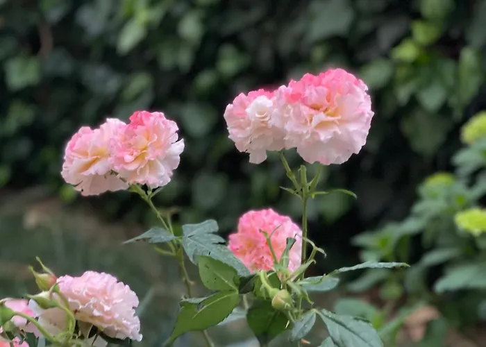 Chestnut Yard Apartment *